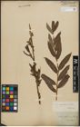Foto von Salix purpurea L. x Salix viminalis L.